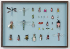 Matthias Garff · „Insektenkasten August I” · 2020 · Fundmaterial in Eichenkasten · 73 x 51 cm