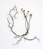 Anne Carnein · „Herbarium II" · 2017 · Stoff, Garn, Draht · gerahmt: 67 x 53 x 7 cm