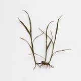 Anne Carnein · „From where the gras is green XII" · 2018 · Stoff, Garn, Draht · 27 x 22 x 5 cm
