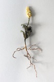 Anne Carnein · No. 6 „From the source” · 2019 · Stoff, Garn, Draht · 26 x 11 x 4 cm